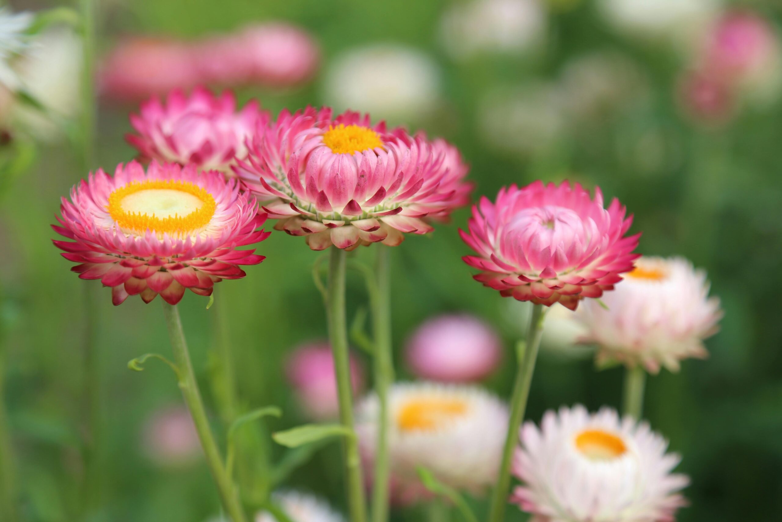 Close-up of vibrant pink strawflowers in full bloom, showcasing natural beauty.