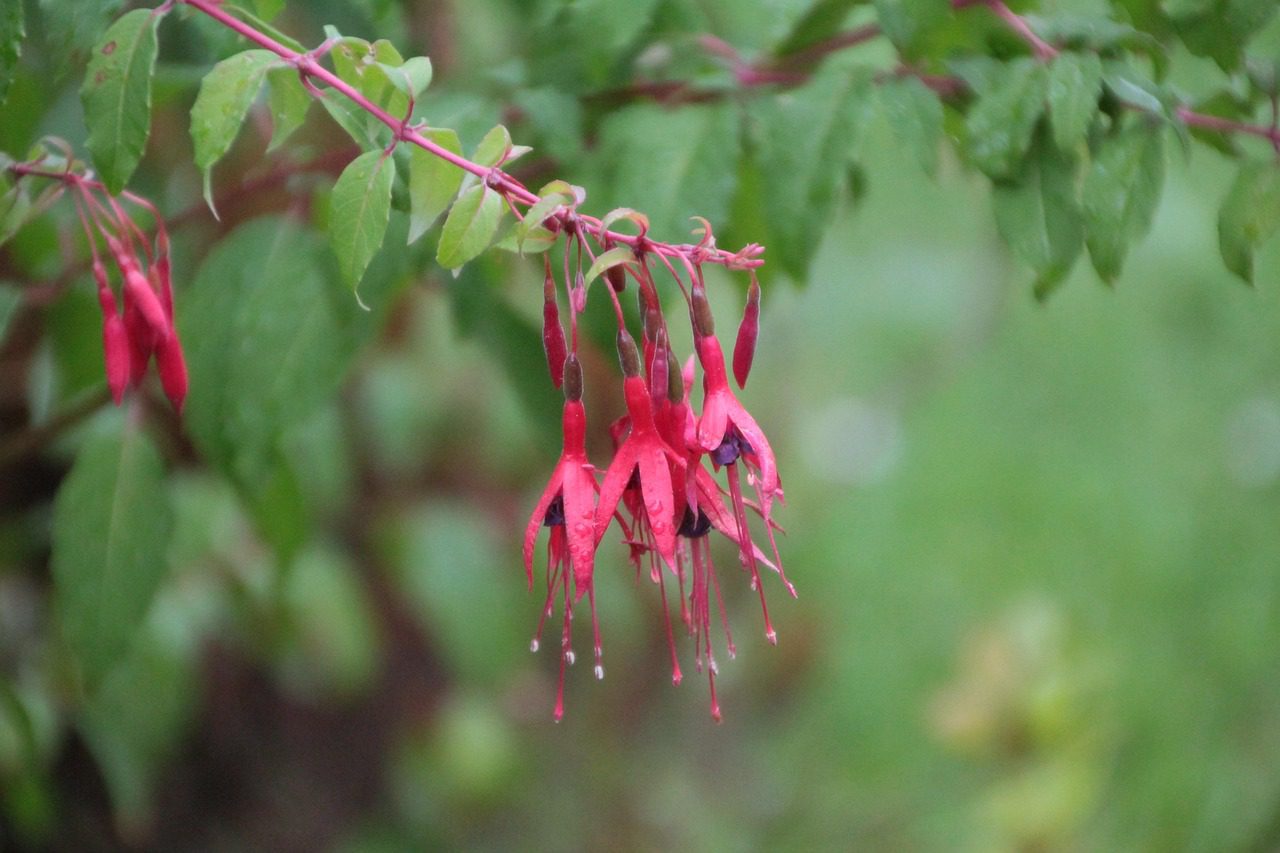 fushia magellan, fuchsia, fushia red, perennial