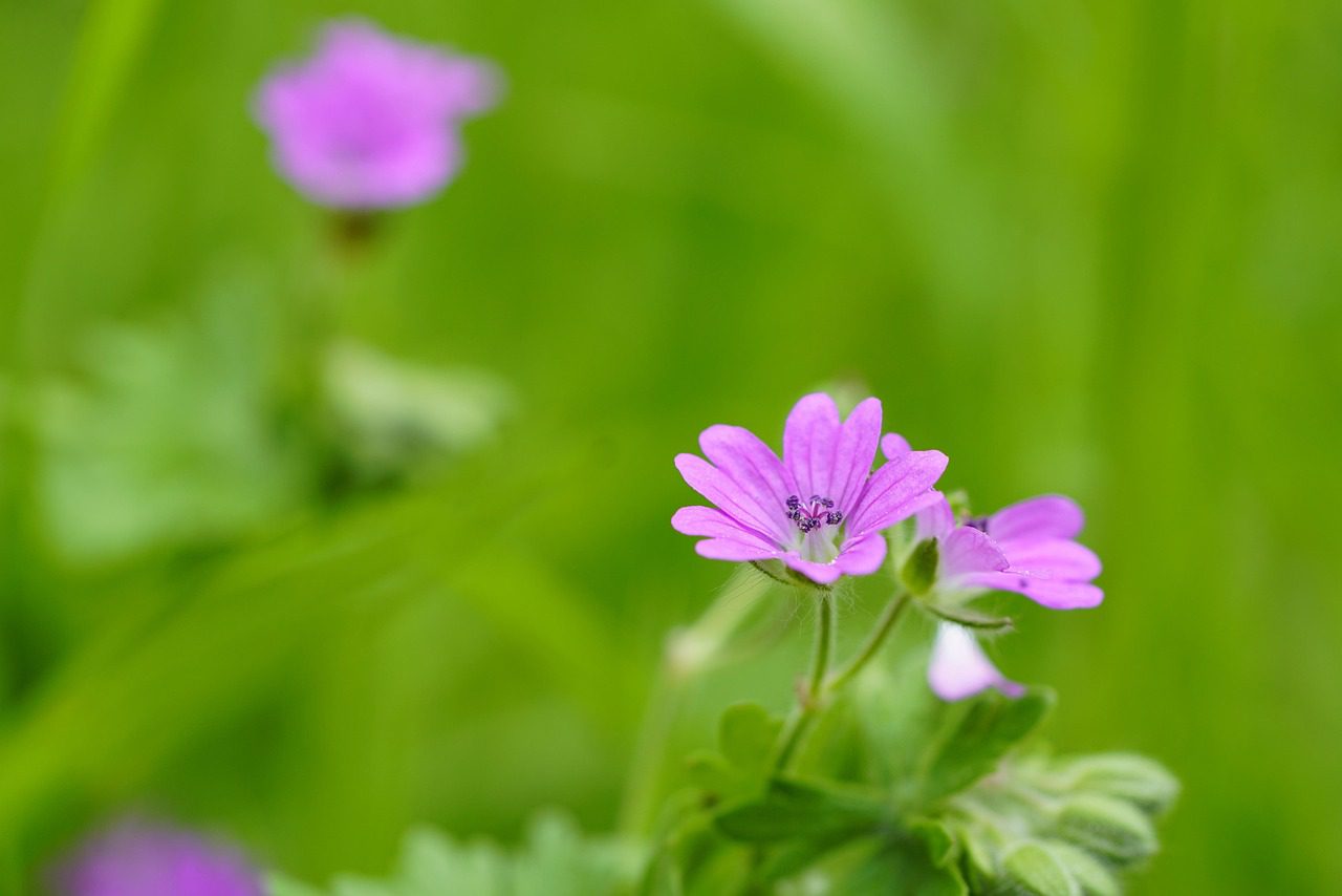 dove's foot crane's bill, geranium molle, geranium, flower wallpaper, beautiful flowers, flowers, spring, flower background, dovesfoot geranium, garden, nature