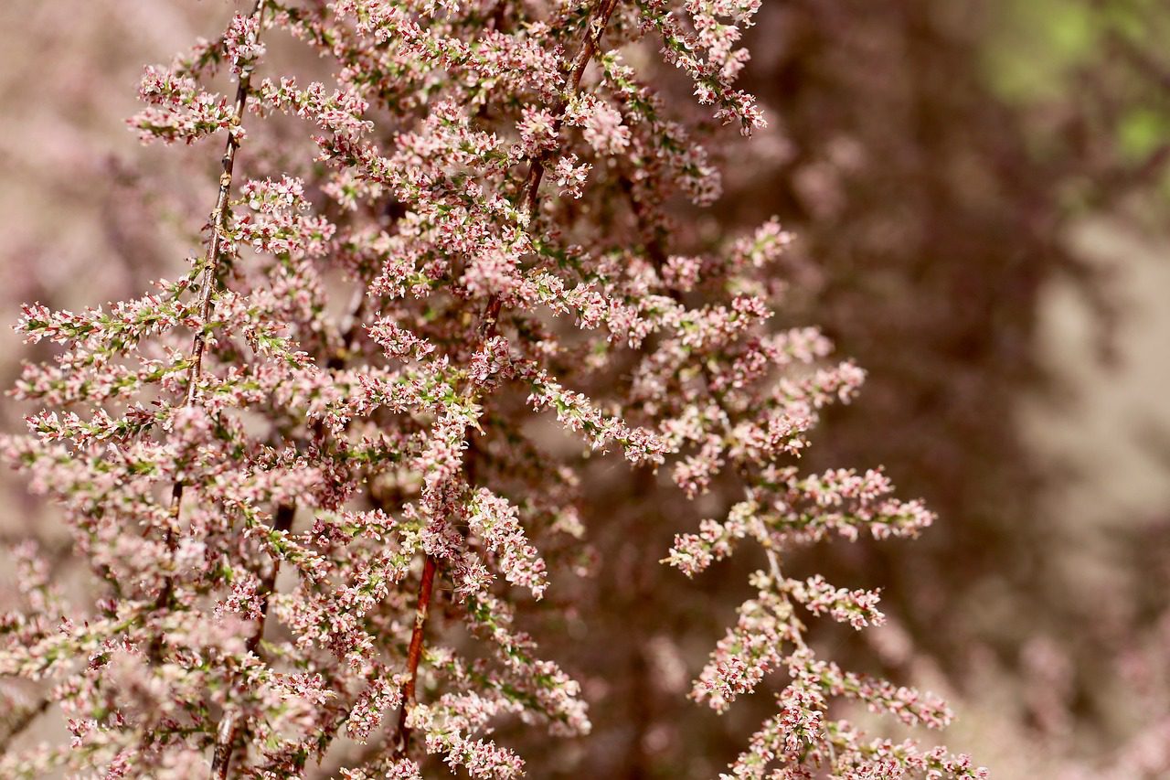 tamarisk, tamarind, flowering branches, inflorescences, panicles of flowers, pink flowers, shrub, smaller tree, nature