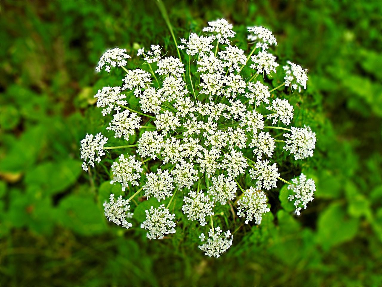 hemlock, plant, flower background, beautiful flowers, flower wallpaper, flower, garden, botany, nature, white, green