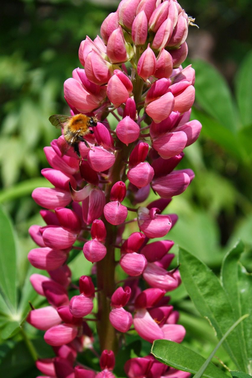 flower, flower wallpaper, flower background, lupin, plant, garden, beautiful flowers, bloom, nature