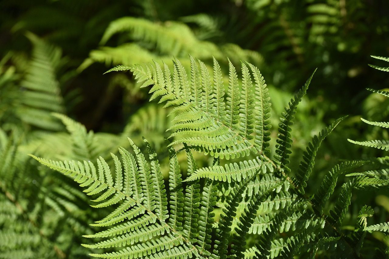plant fern, fern, undergrowth, plant, green, sheets, foliage, botanical, forest, nature, green color