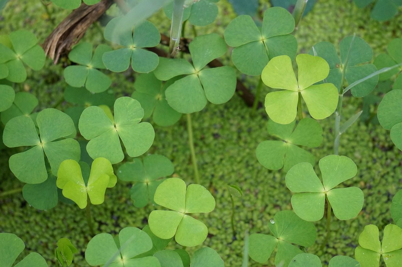 luck, four leaf clover, nature, plant, abstract, pond plants