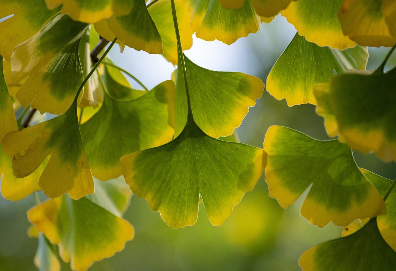 leaves, gingko, autumn, fall, ginkgo, ginkgo biloba, maidenhair tree, foliage, branch, tree, plant, flora, nature, closeup, gingko, gingko, ginkgo, ginkgo, ginkgo, ginkgo, ginkgo, ginkgo biloba, ginkgo biloba