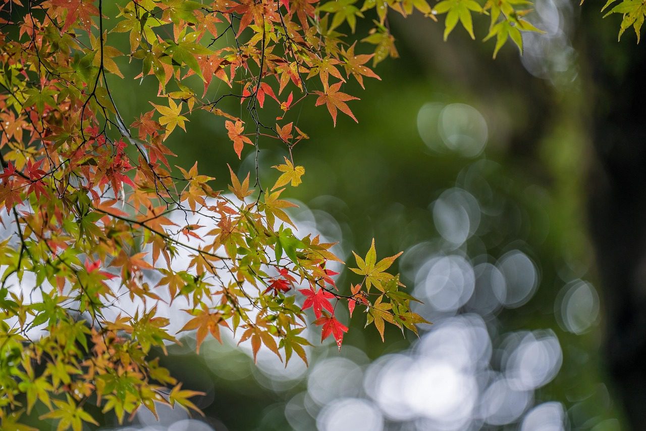 plant, acer palmatum, acer, palmatum, autumn, autumnal leaves, nature, natural, japan