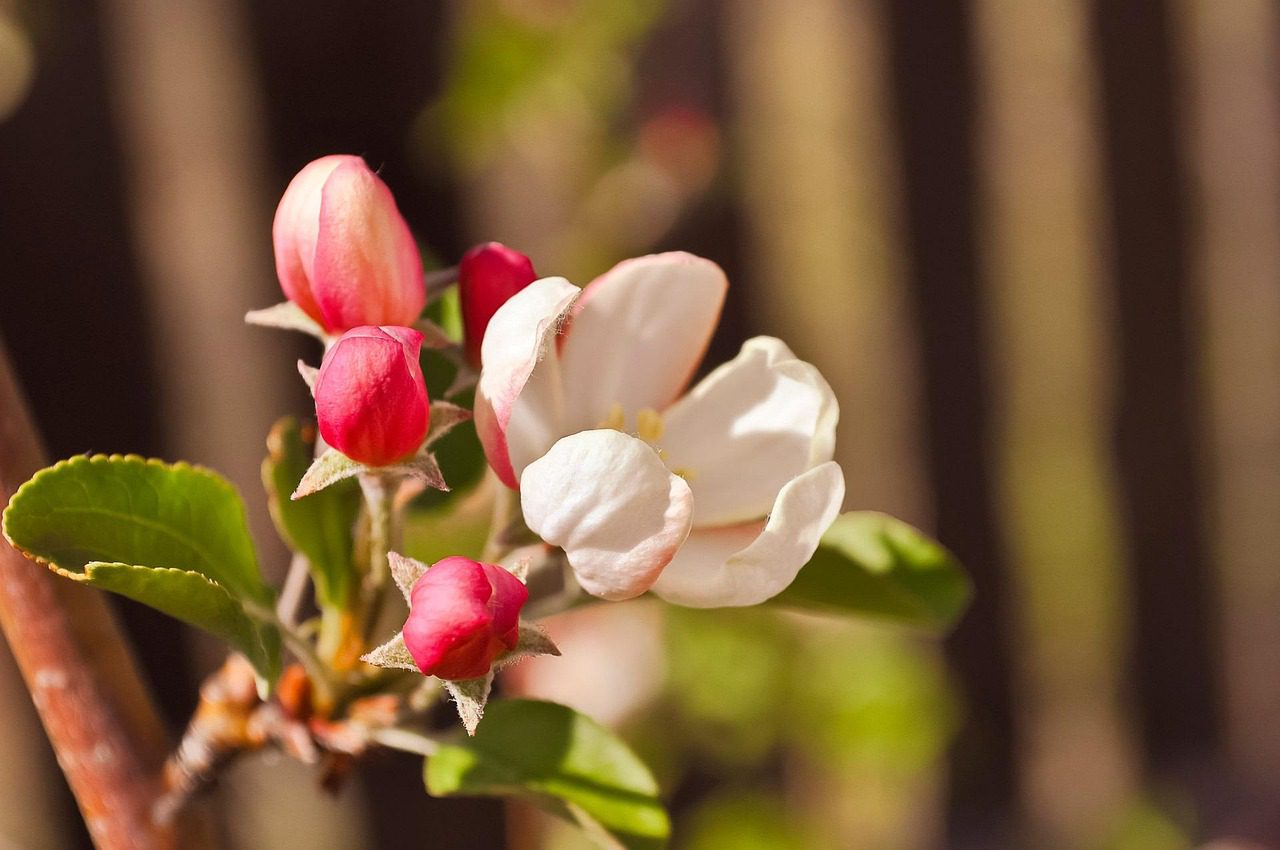 apple trees, nature, flowers, bloom, beautiful flowers, blossom, petal, fresh, natural, botany, flora, aroma, bud, season, freshness, stem, gardening, growth, pollen, fragrant, foliage, life, decoration, orchard, romantic, soft, lush, outdoor, vibrant, ecology, flower wallpaper, vitality, coral, pretty, environment, eco, botanical, biology, elegant, color, elegance, colorful, summer, delicate, fragility, fruit tree, purity, twigs, vegetation, branch, brown life, brown apple, brown vegetables, brown fruits, flower background, brown growth, brown gardening