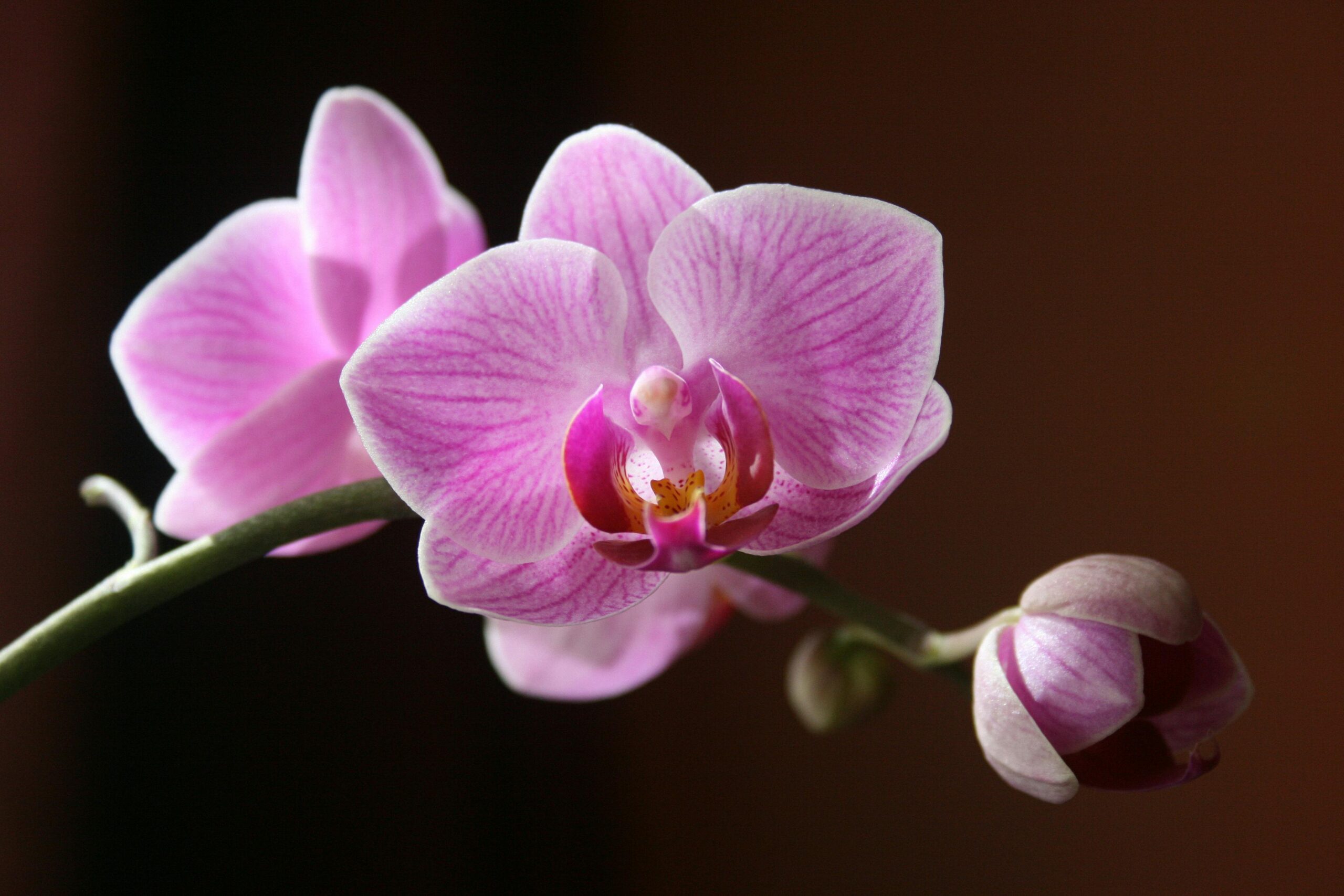 A stunning close-up of a pink orchid in full bloom, showcasing its vibrant colors and delicate petals.