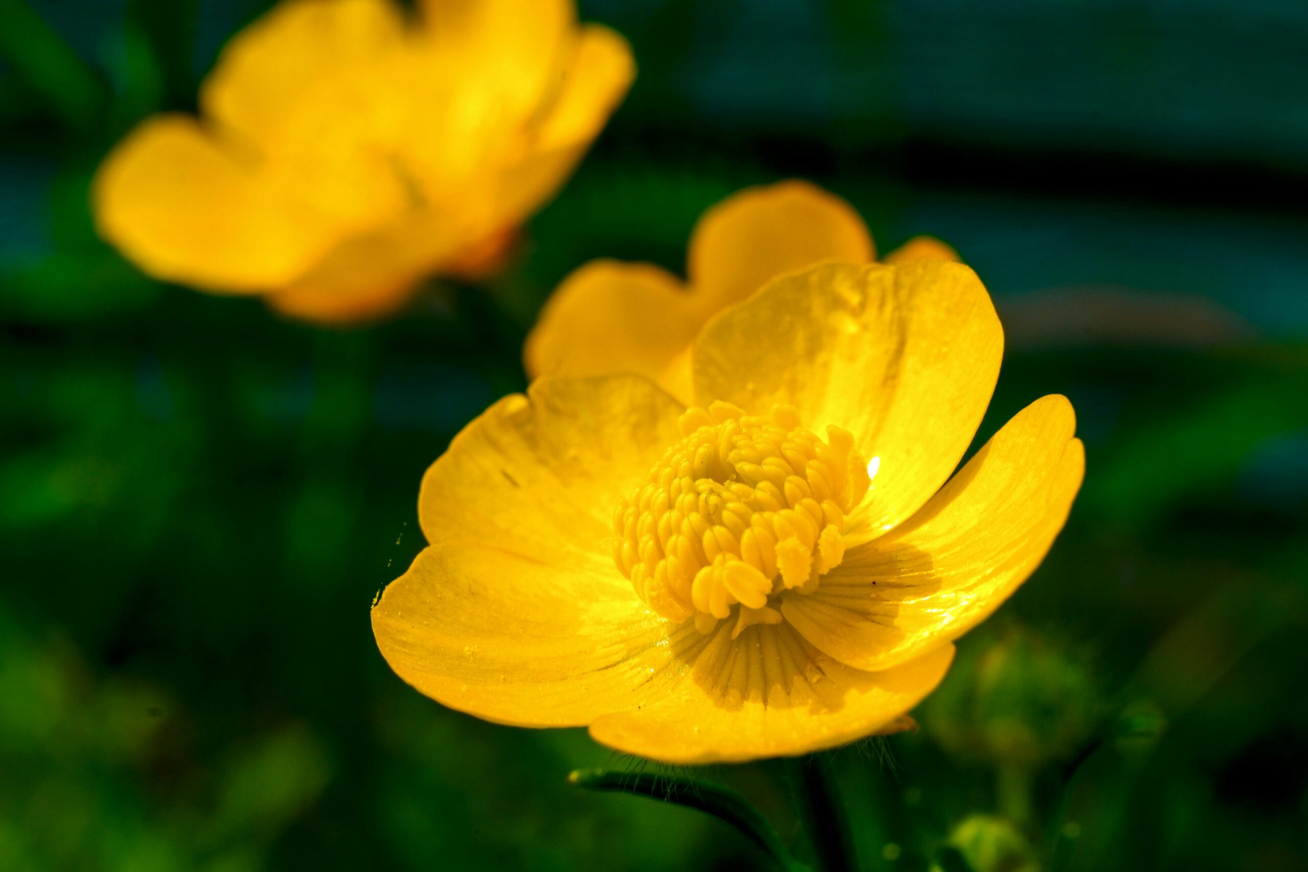 Macro shot of bright yellow buttercup flowers blooming outdoors in spring.