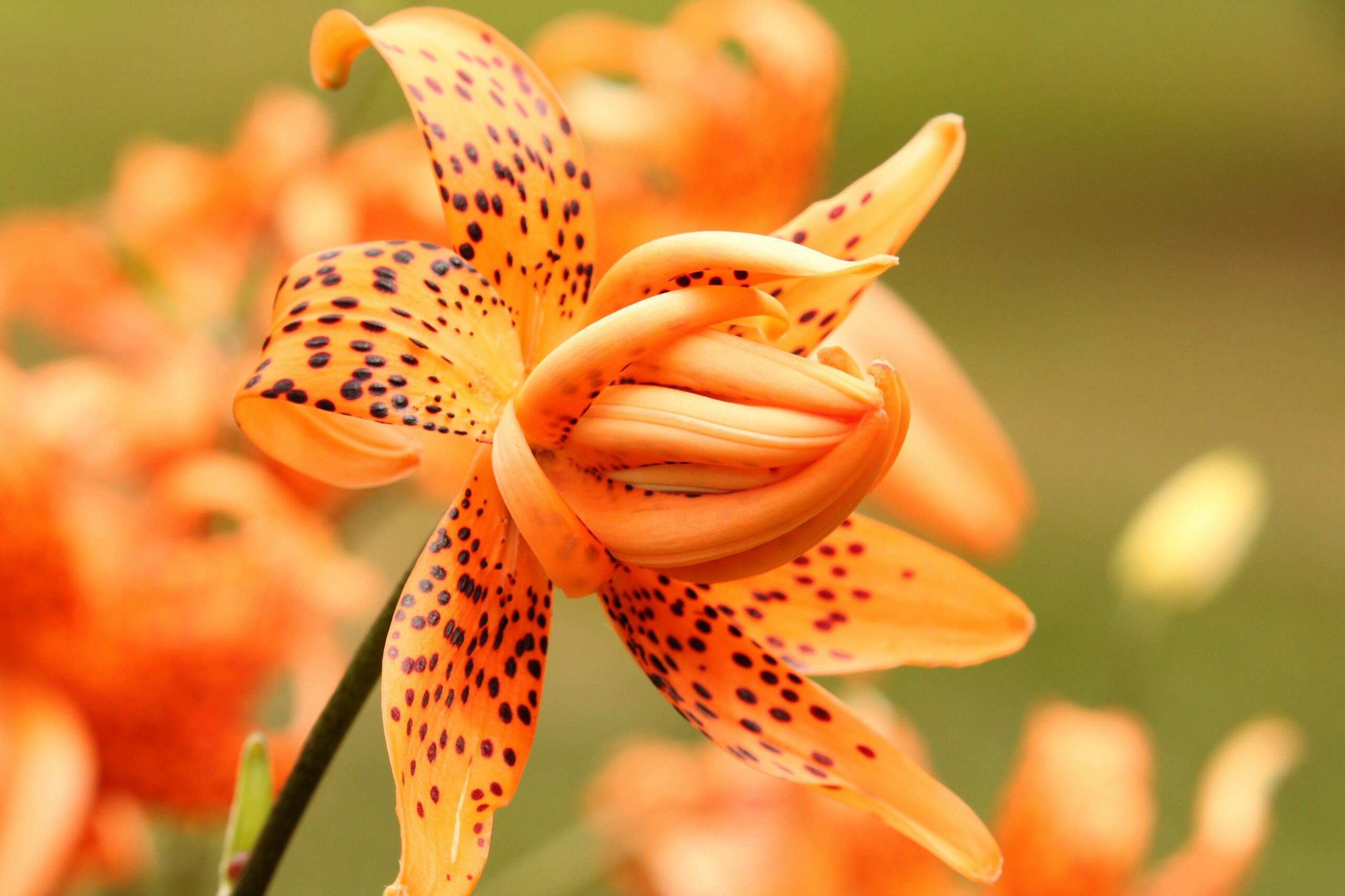 Explore the vivid details of a tiger lily flower in full bloom, showcasing its stunning orange petals with dark spots.