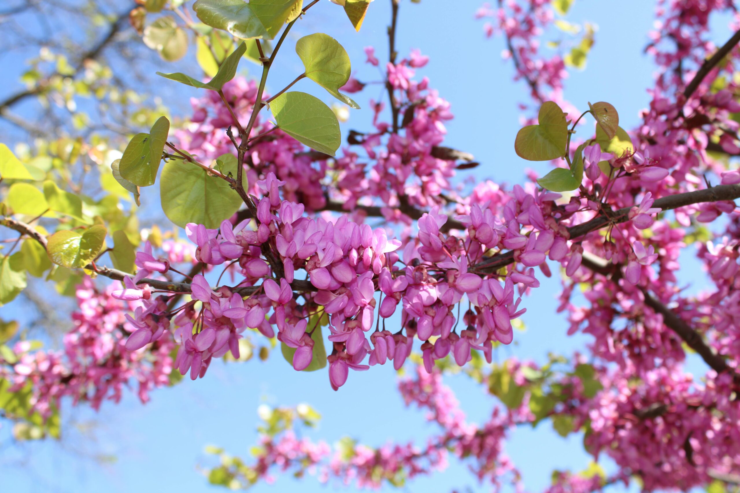 Capture of vibrant pink blossoms on branches under the clear spring sky in Toulon, France.