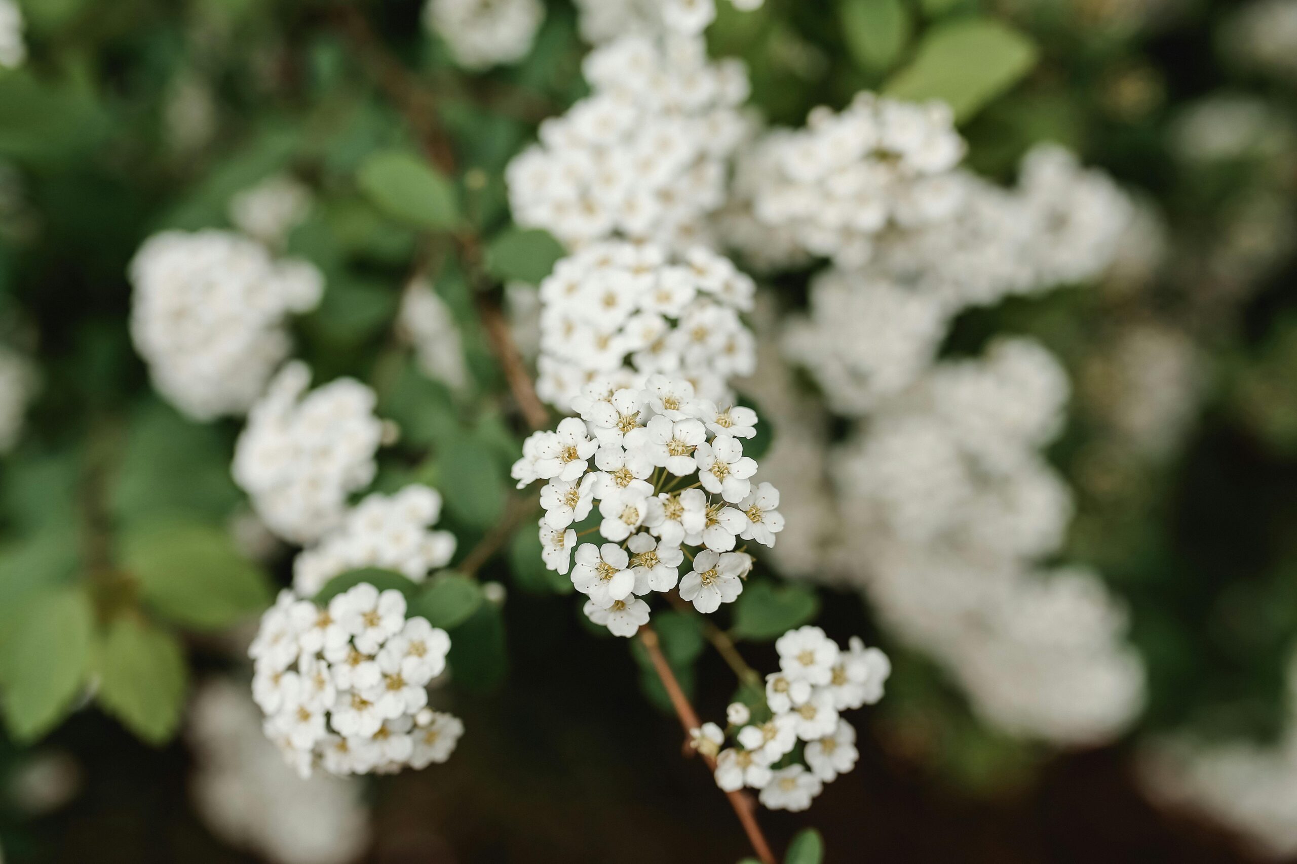 Detailed close-up of white flowers blossoming on a green shrub in the spring season.