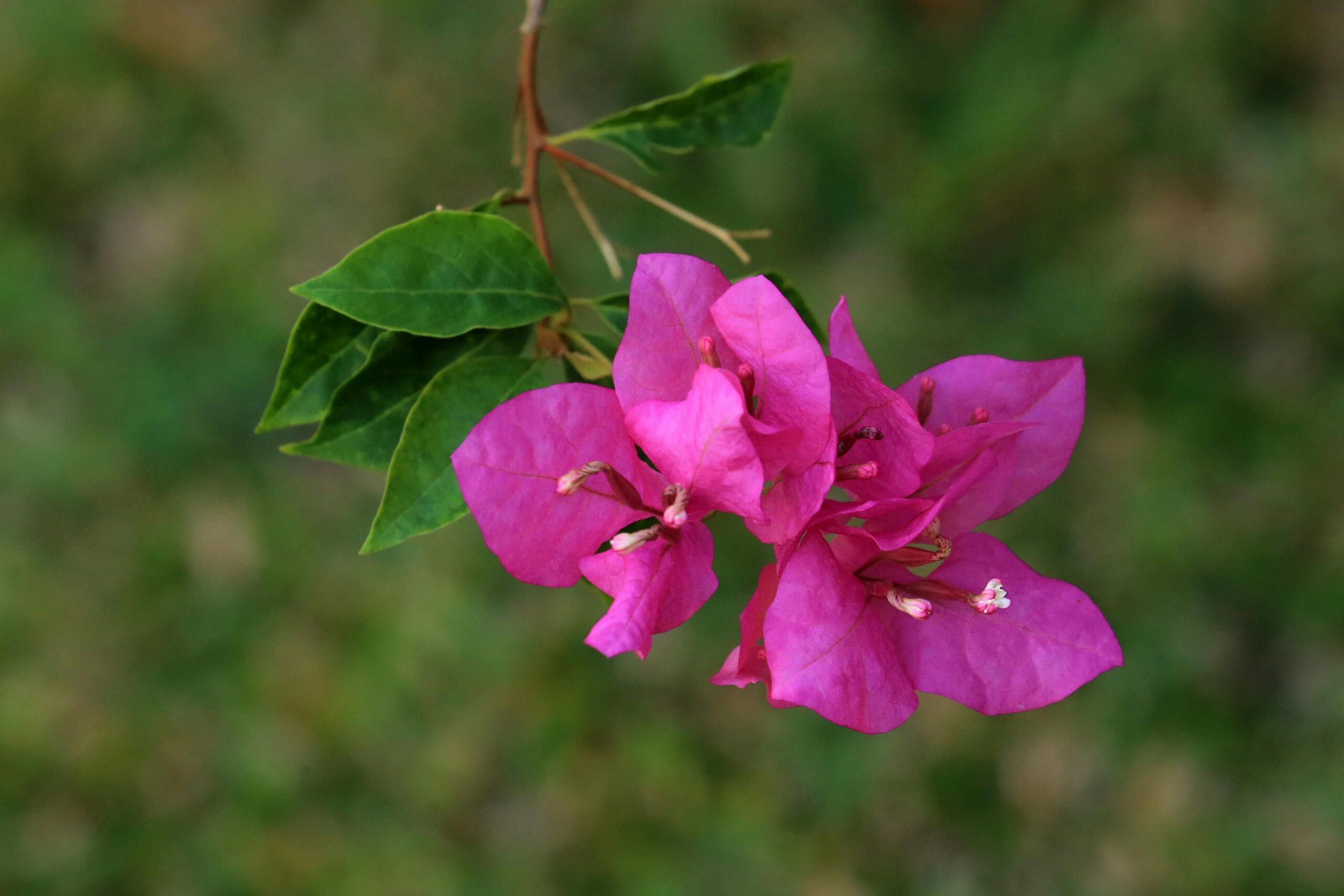 A detailed close-up of a vibrant pink Bougainvillea flower against a blurred green background.
