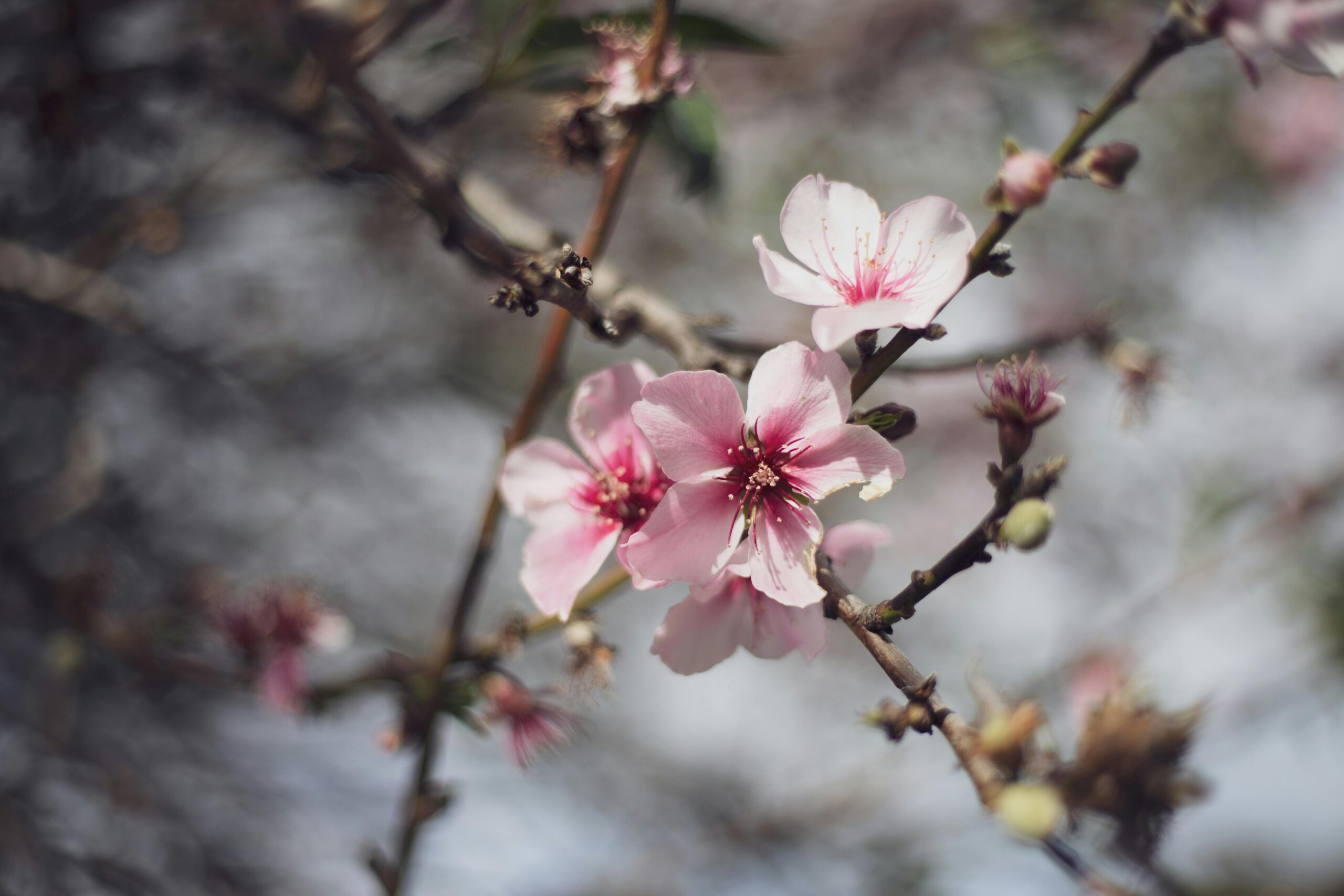 Close-up of pink cherry blossoms on a tree branch during spring in Estado de México.