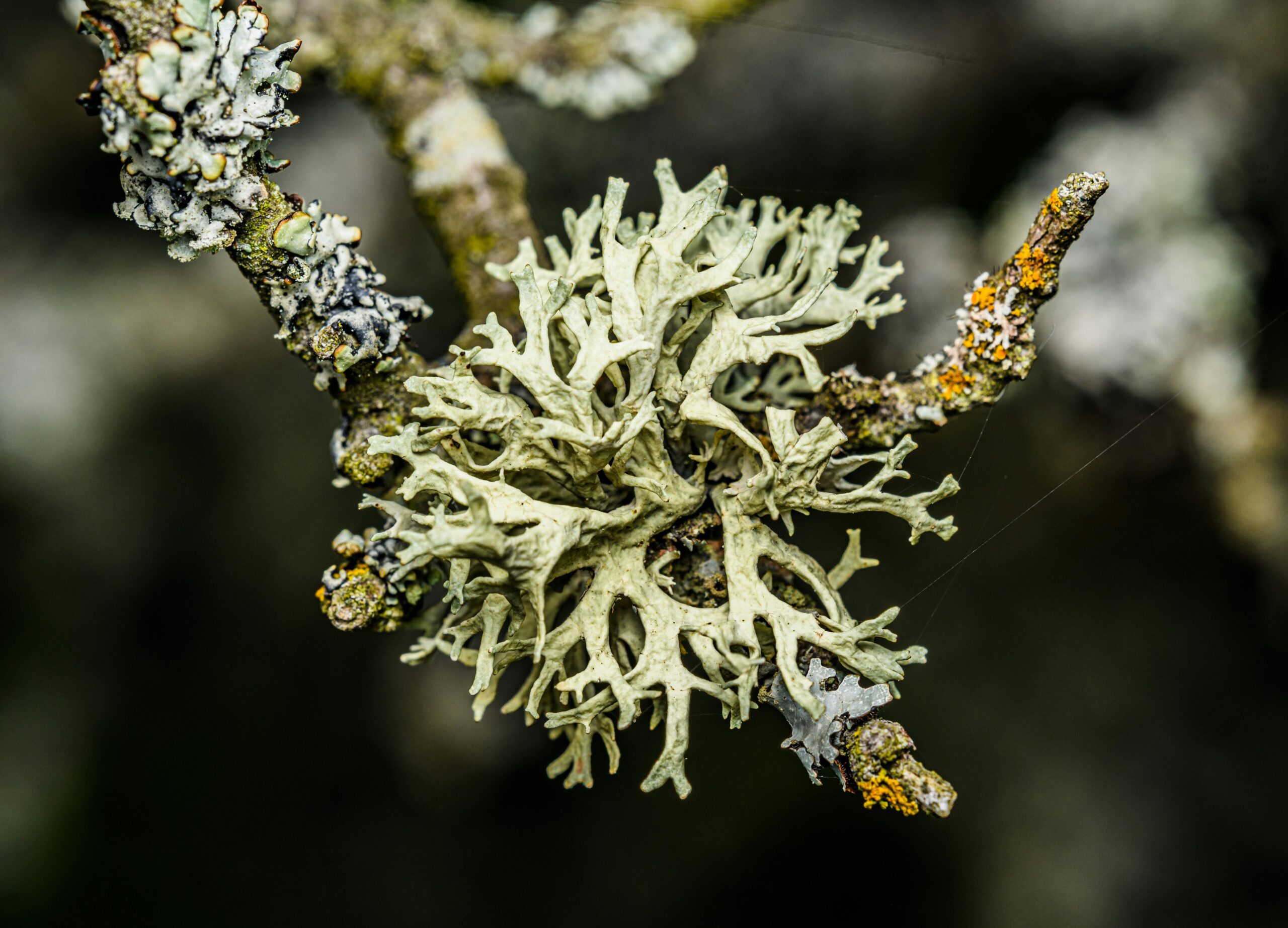 Detailed macro shot of lichen growing on tree branch, showcasing natural textures and forms.