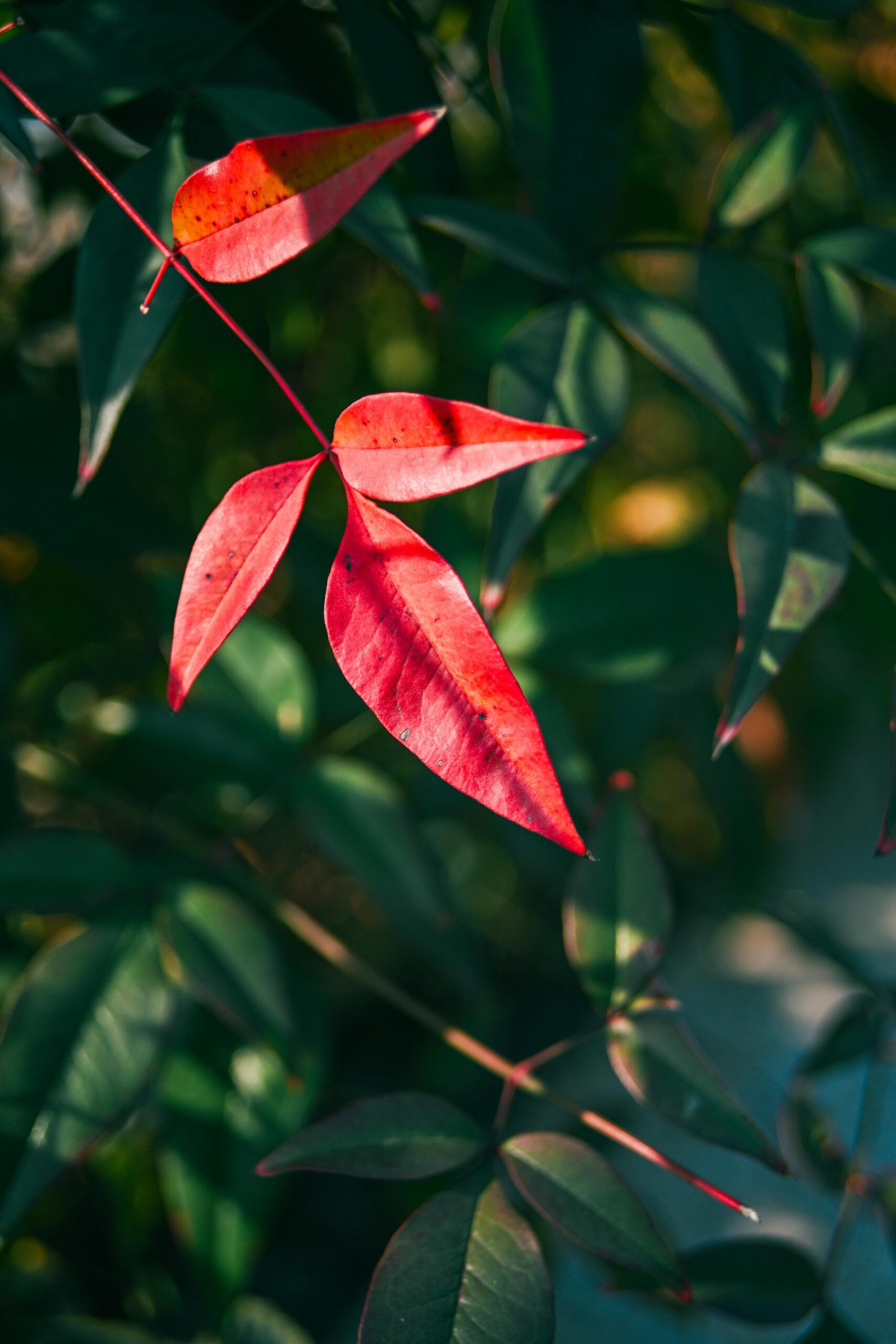Bright red leaves contrasting with green foliage capture the beauty of nature.