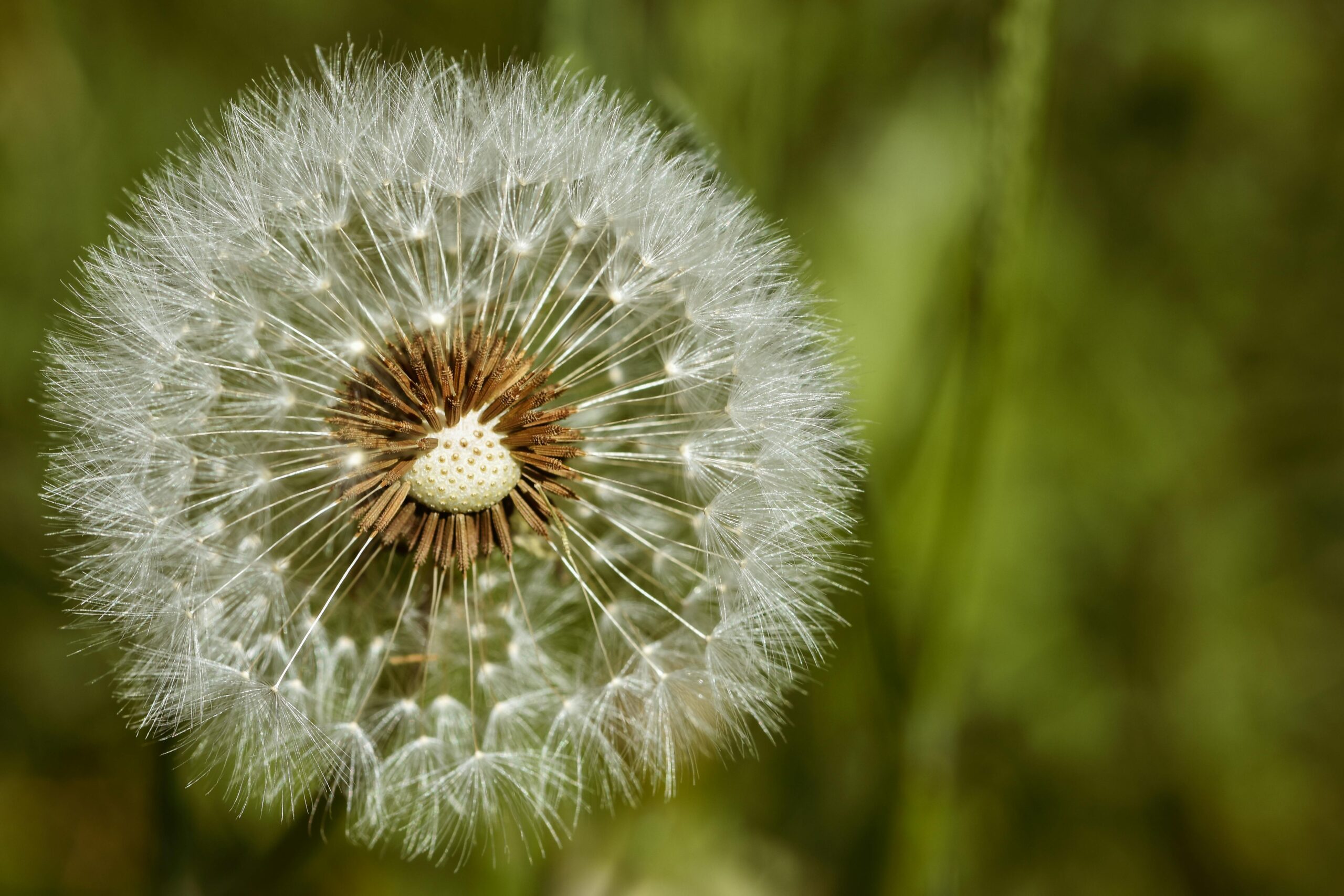 Detailed close-up of a dandelion seed head showing its intricate structure in a lush meadow setting.