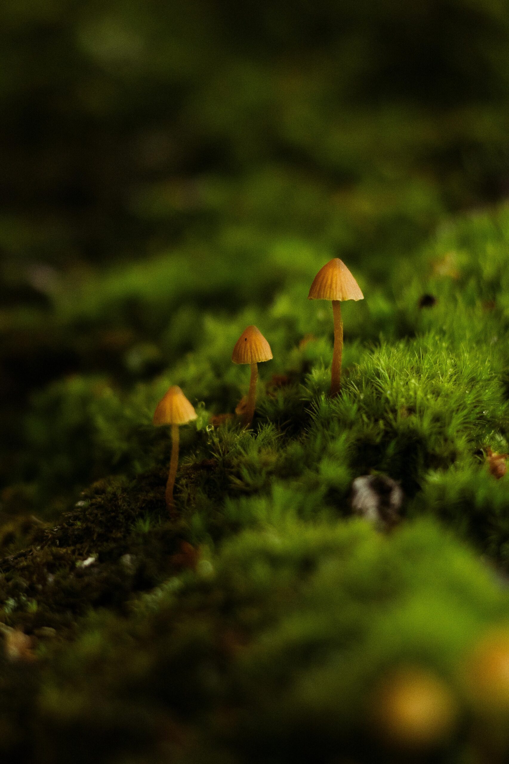 Intimate view of orange mushrooms emerging from lush green moss in a tranquil forest.
