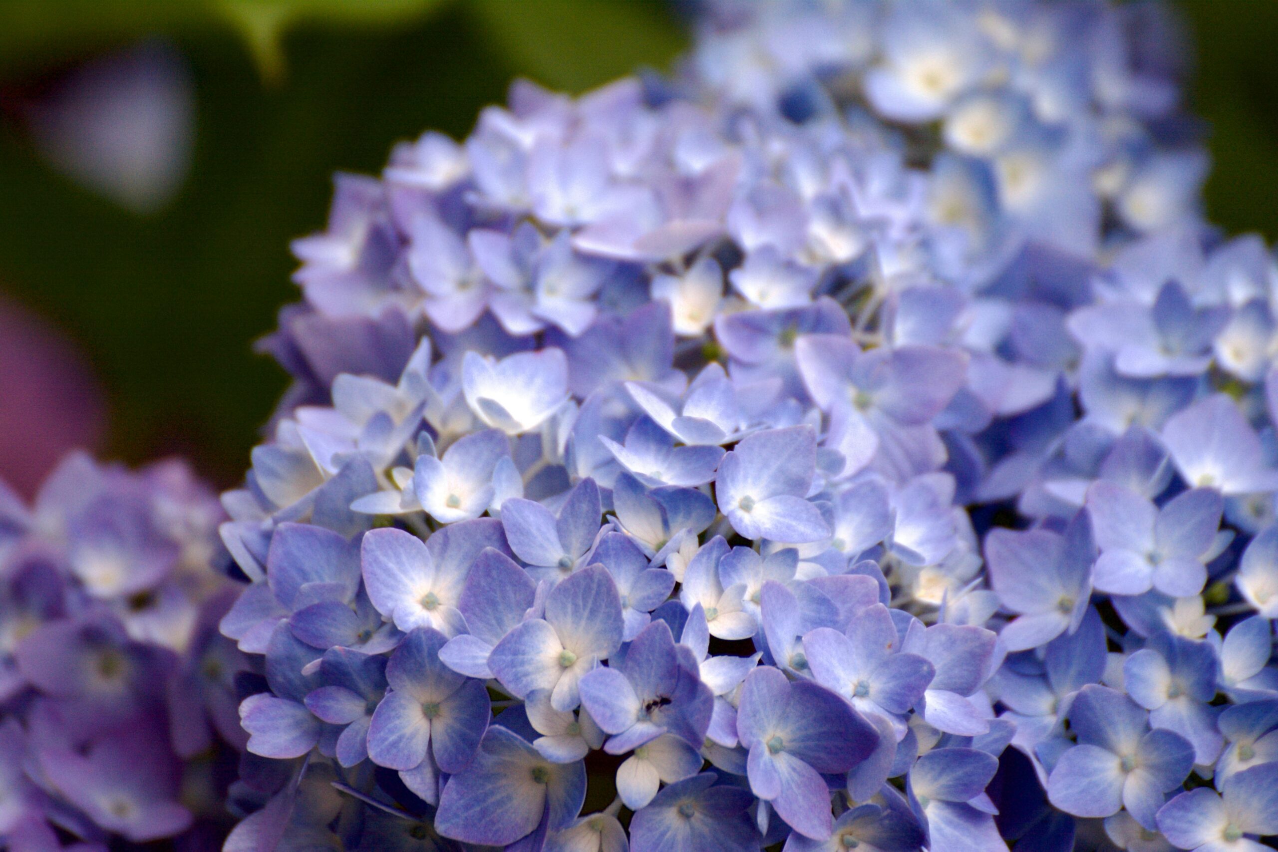 Beautiful cluster of blue hydrangea flowers in full bloom, showcasing delicate petals.