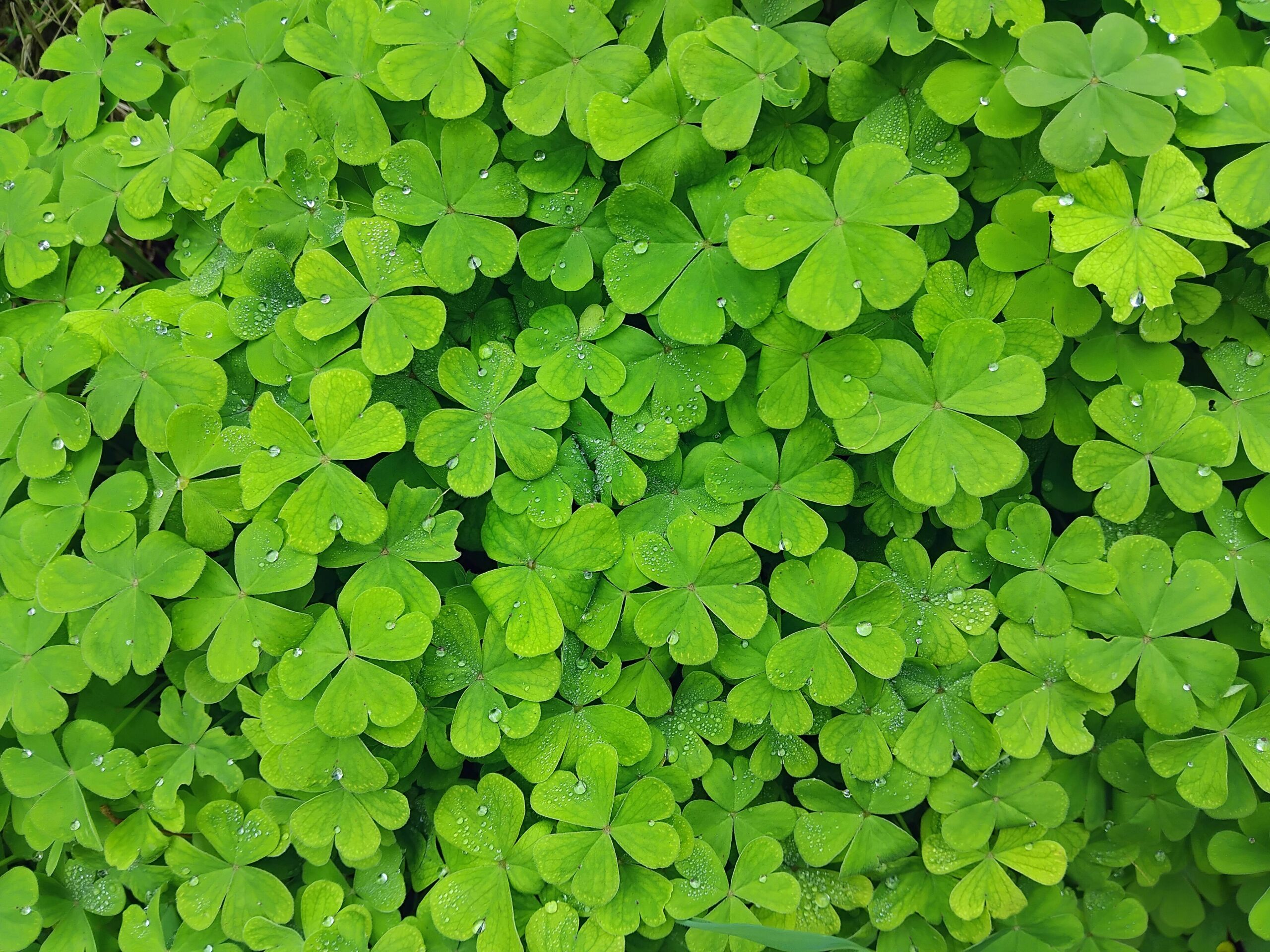 Lush green clover leaves covered with sparkling dew drops.