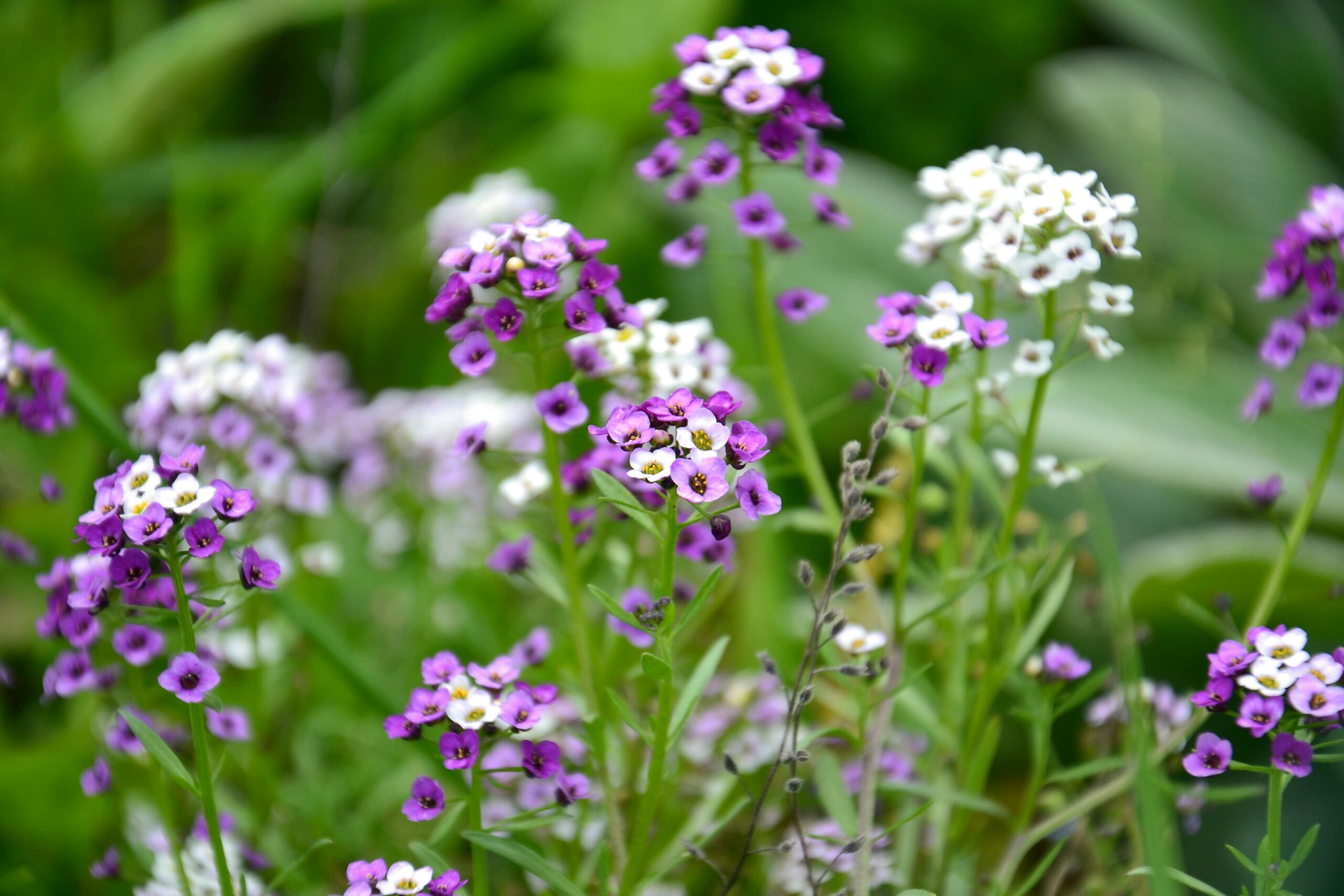 Close-up of purple and white alyssum flowers in full bloom, showcasing nature's beauty.