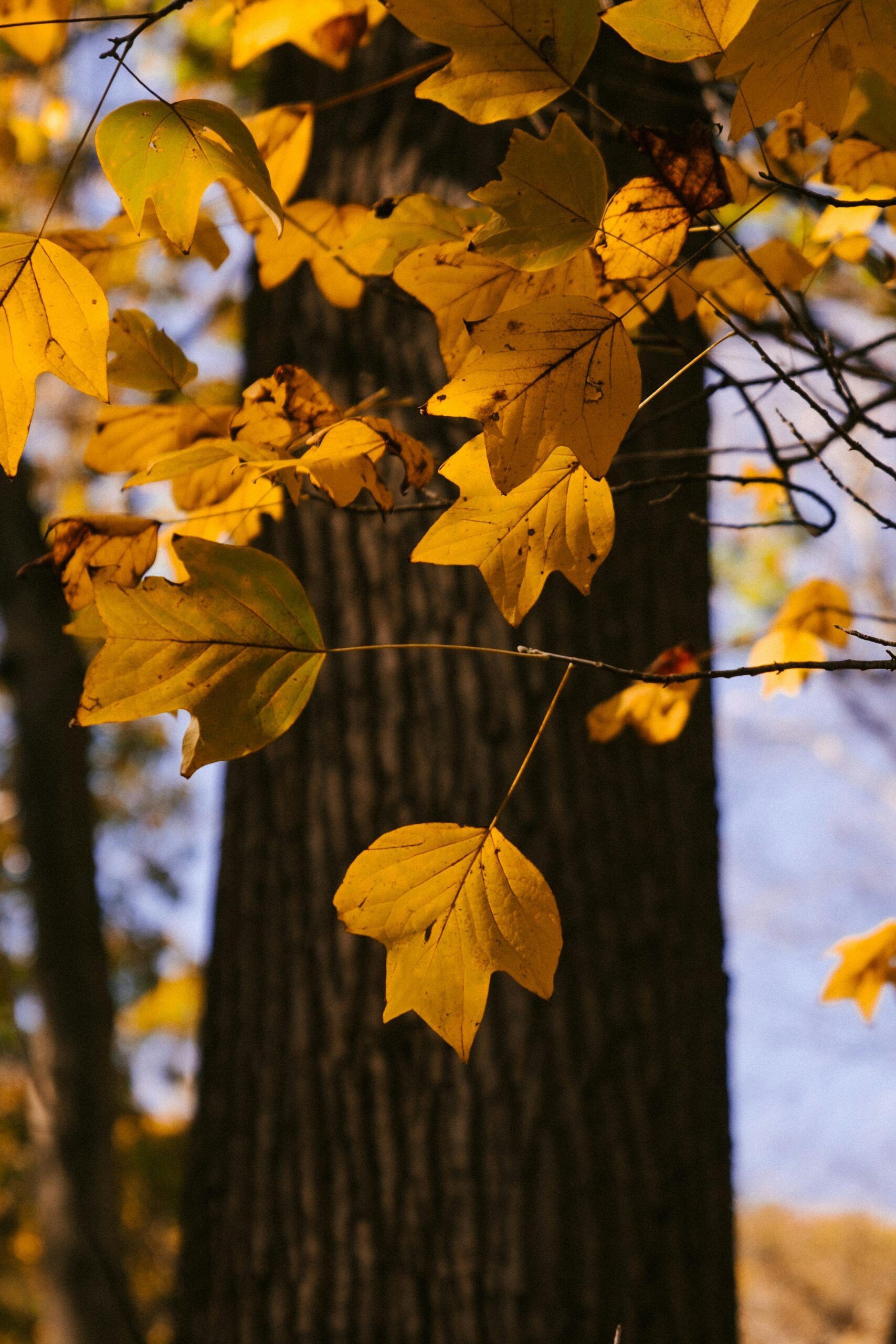 Tree trunk with yellow leaves growing on thin branches growing in forest in nature on autumn day with blurred background