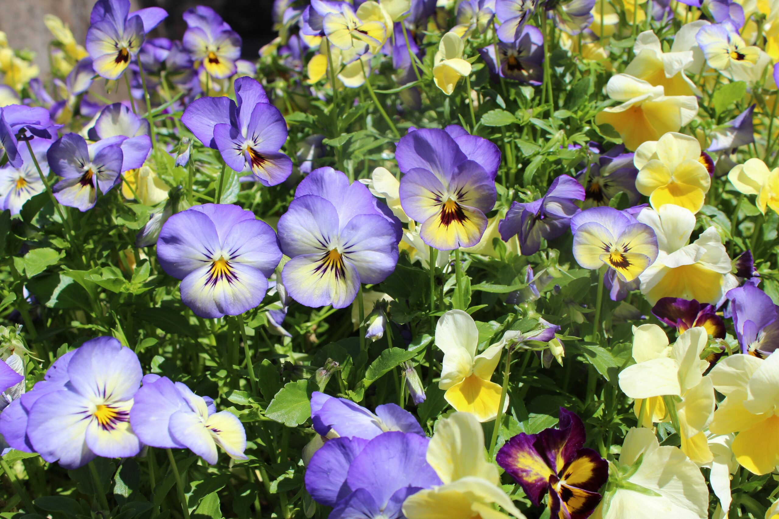Beautiful close-up of purple and yellow pansies in full bloom under bright sunlight.