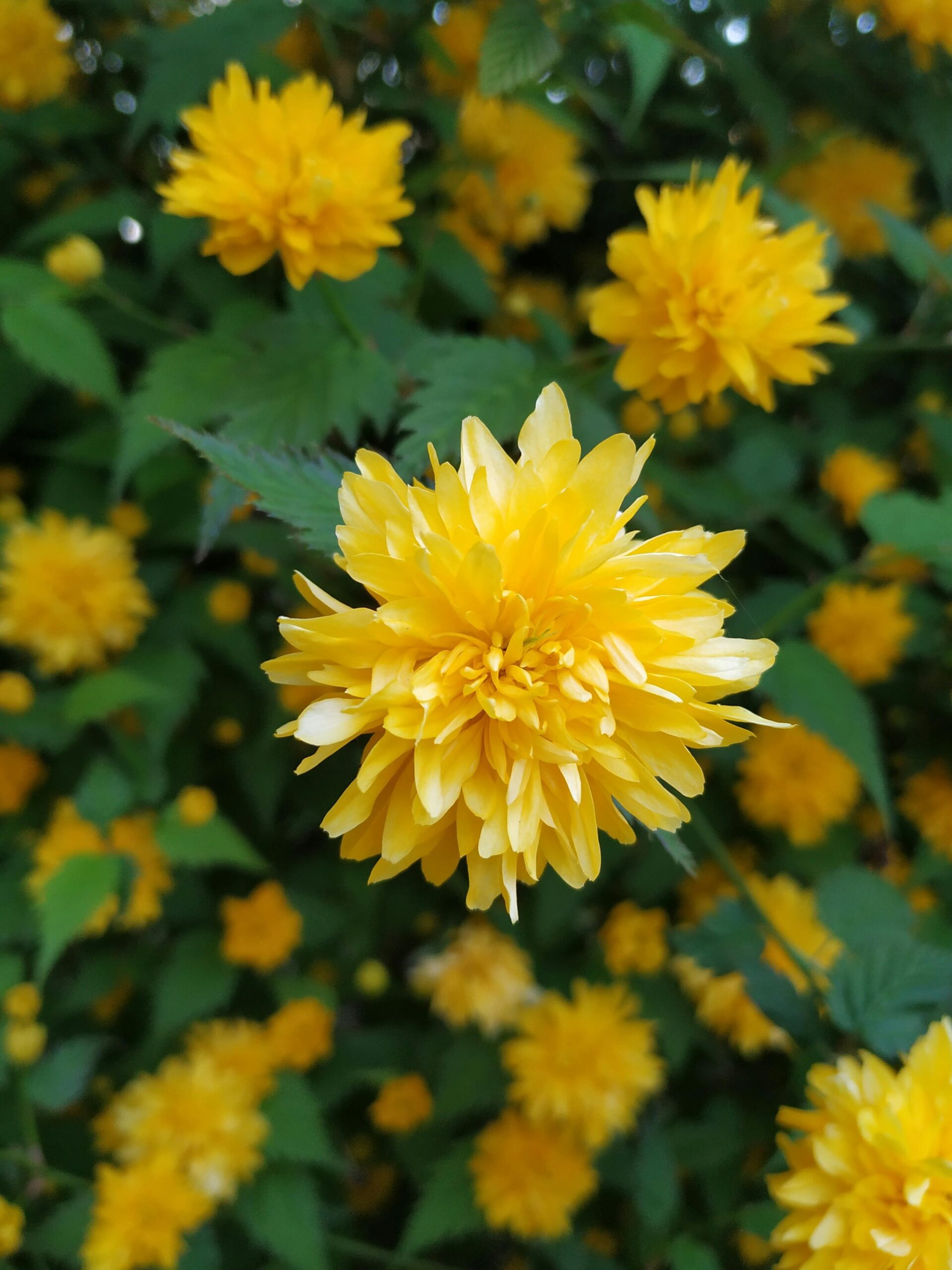 Bright yellow double blossoms of Kerria japonica in full bloom against lush green foliage.