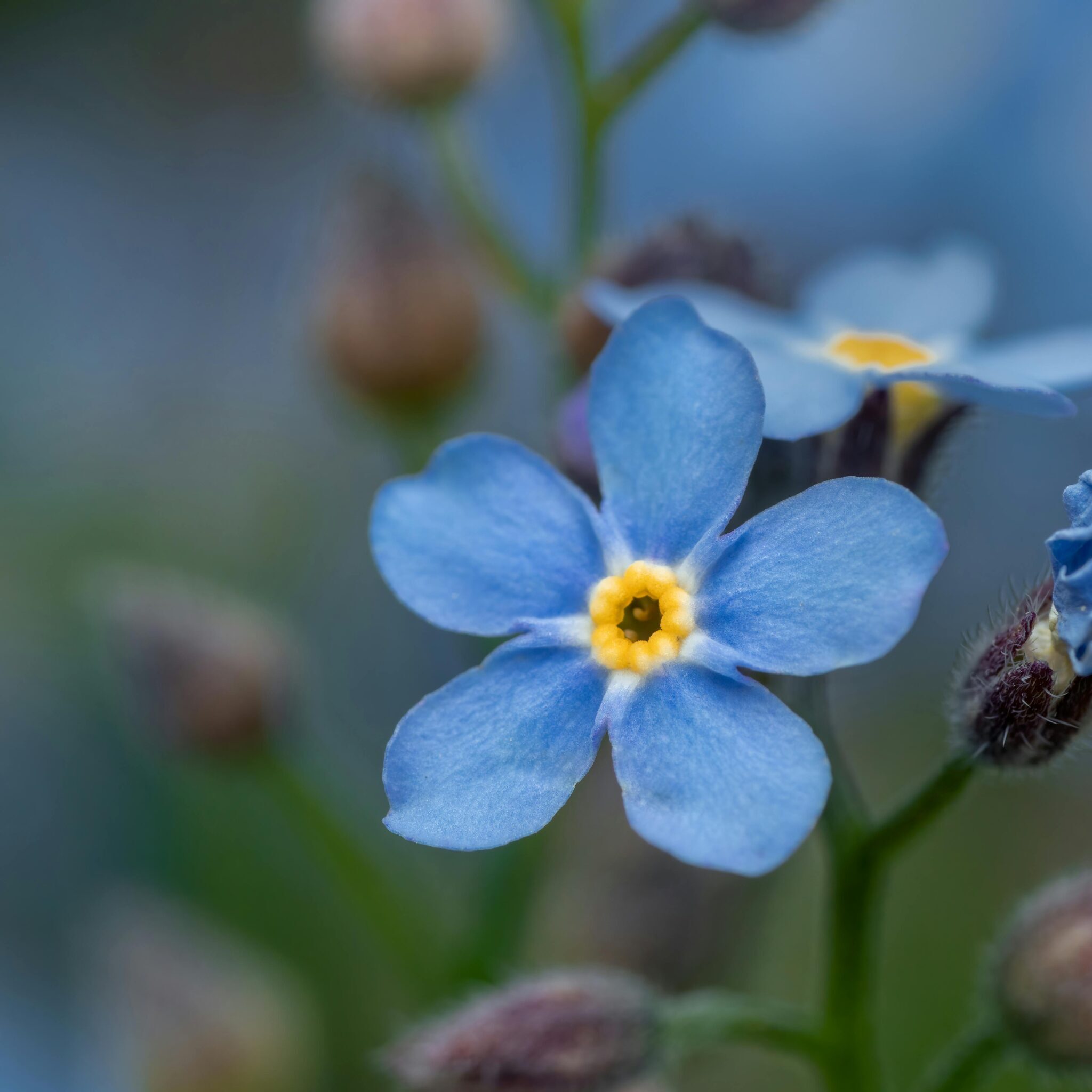Delicate blue forget-me-not flower in full bloom with a soft, blurred background.